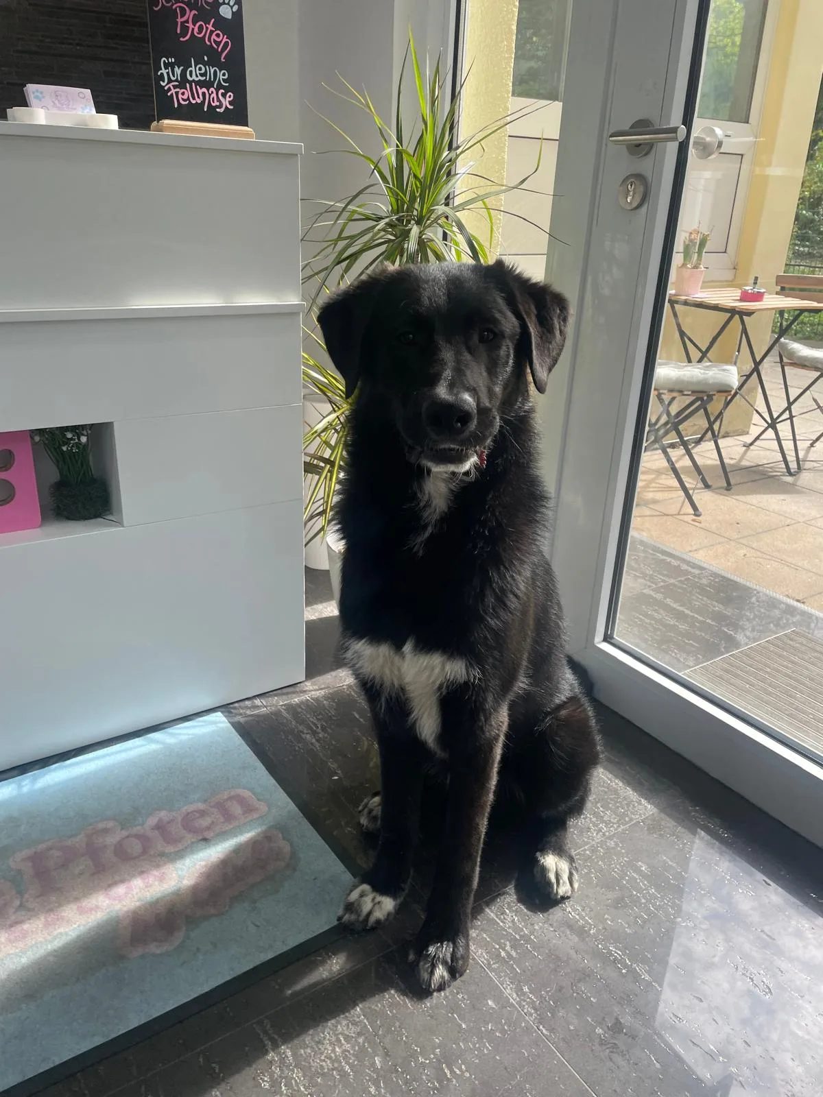 Tierschutzhund Cosmo sitzt entspannt im Eingang des Hundesalons Schöne Pfoten in Mainz