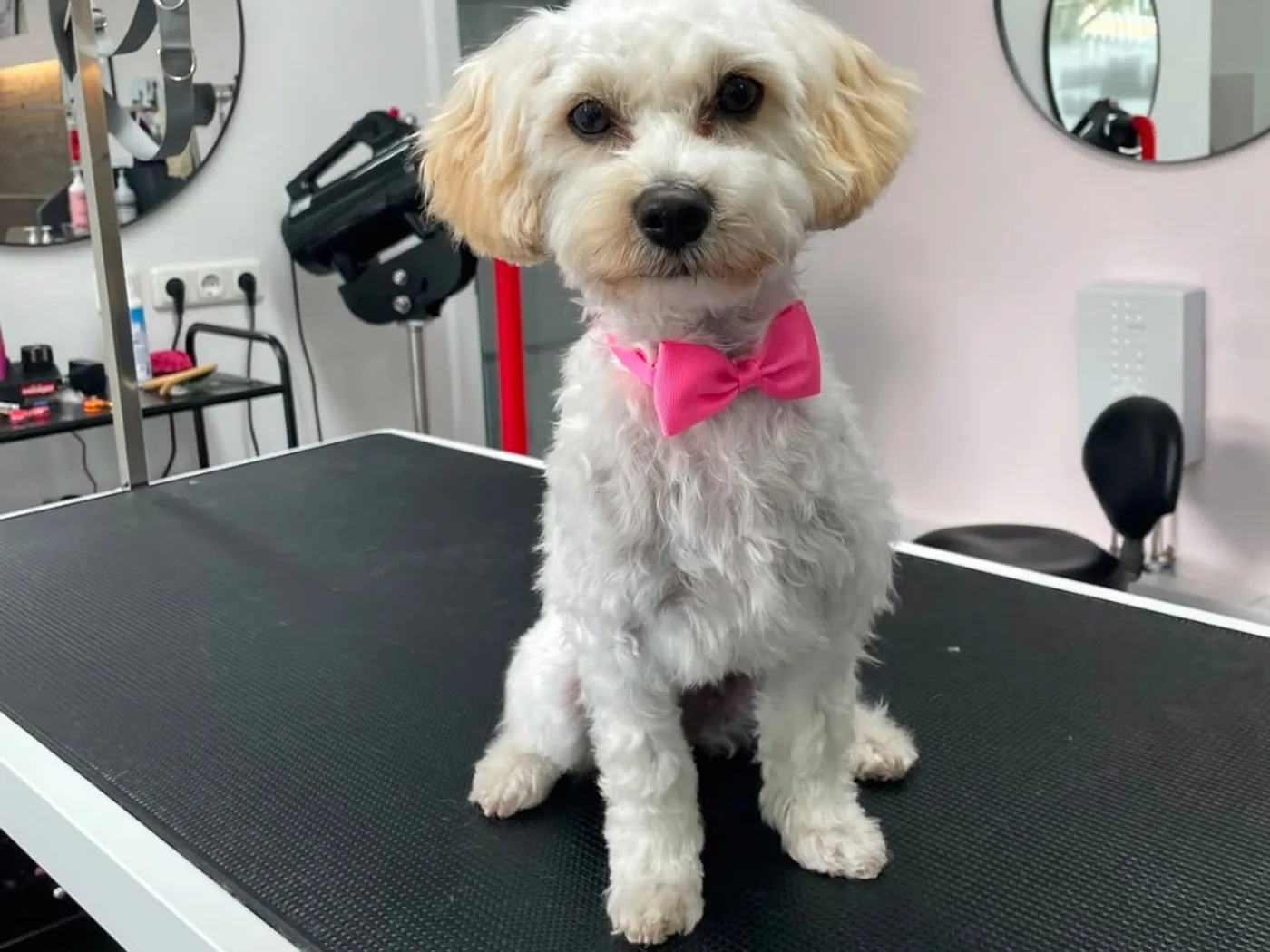 Maltipoo Happy mit rosa Schleife auf dem Pflegetisch bei Schöne Pfoten