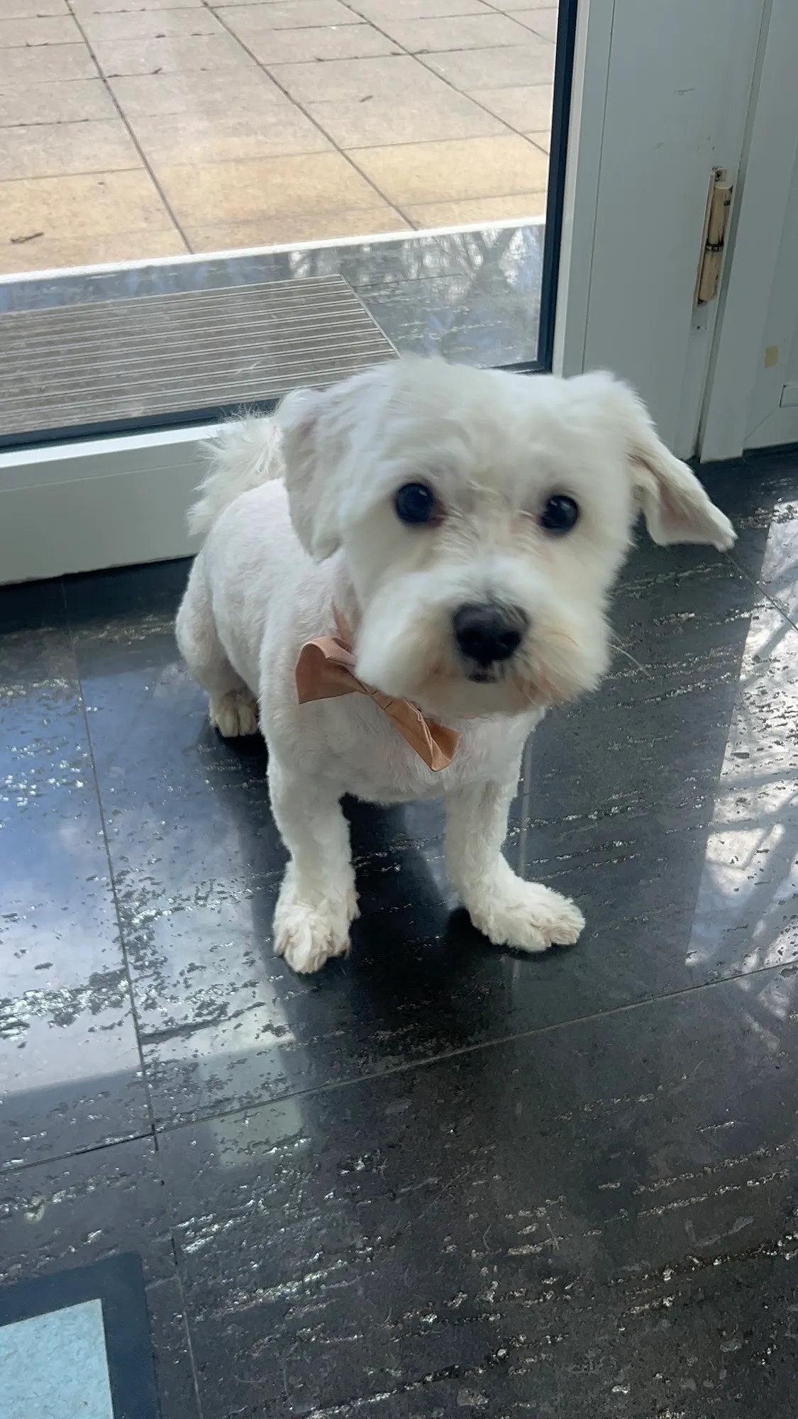 Weißer Hund mit Schleife nach dem Baden und Schneiden