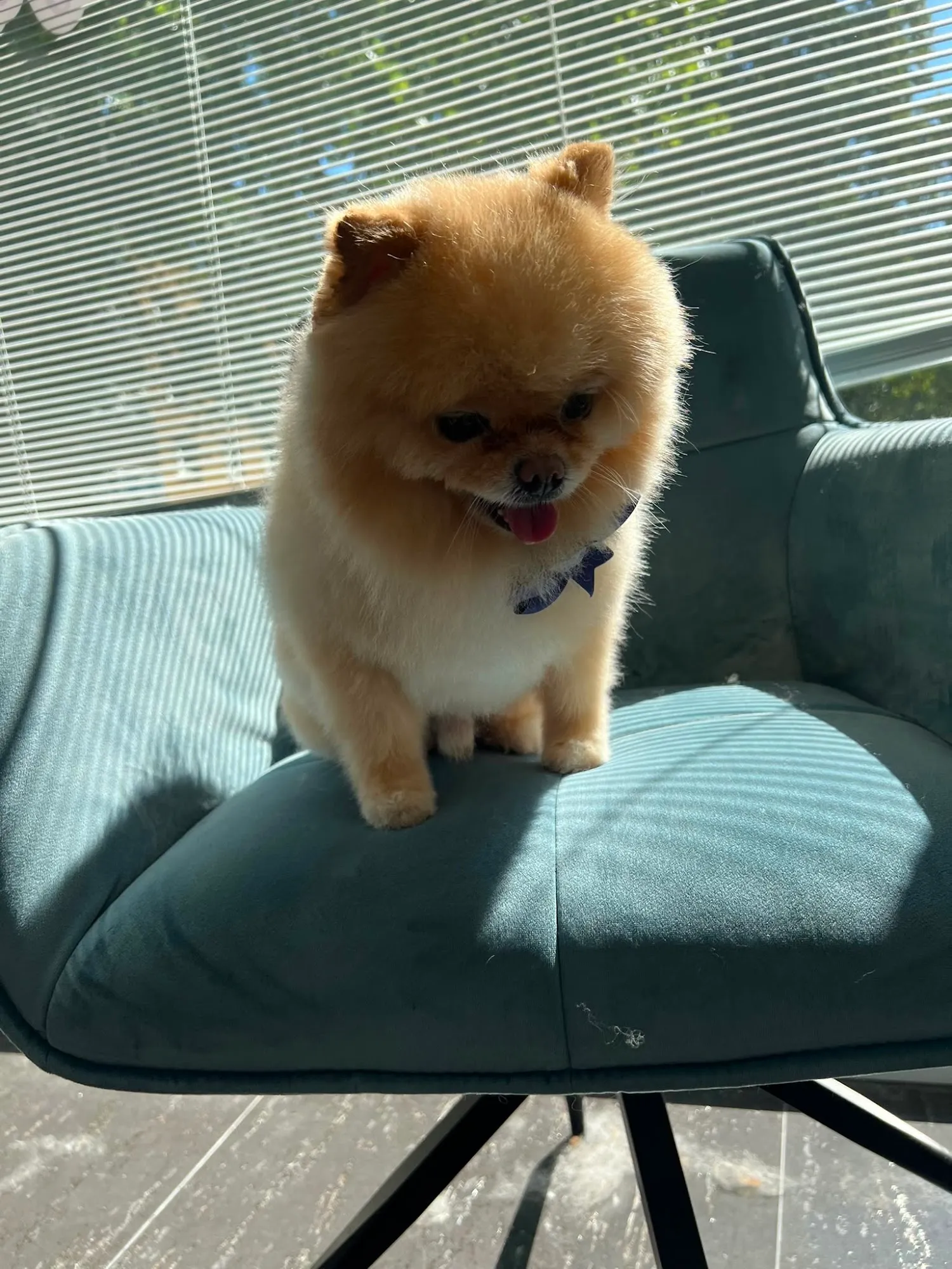Pomeranian nach dem Scherenschnitt auf dem Sessel