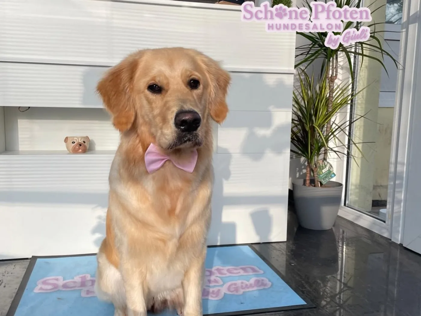 Golden Retriever Nila nach der Pfotenpflege im Hundesalon Schöne Pfoten