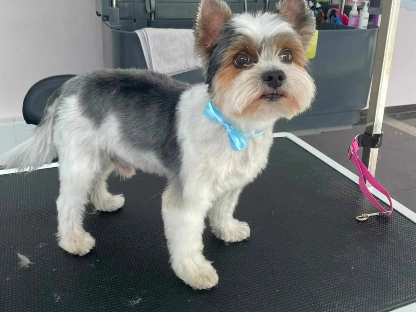 Biewer Terrier Zeusz nach der Komplettpflege im Hundesalon Schöne Pfoten Mainz